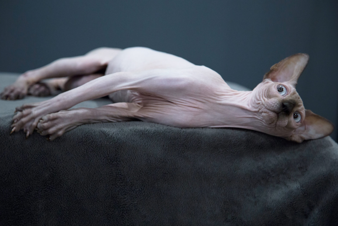Dark sphynx for sale