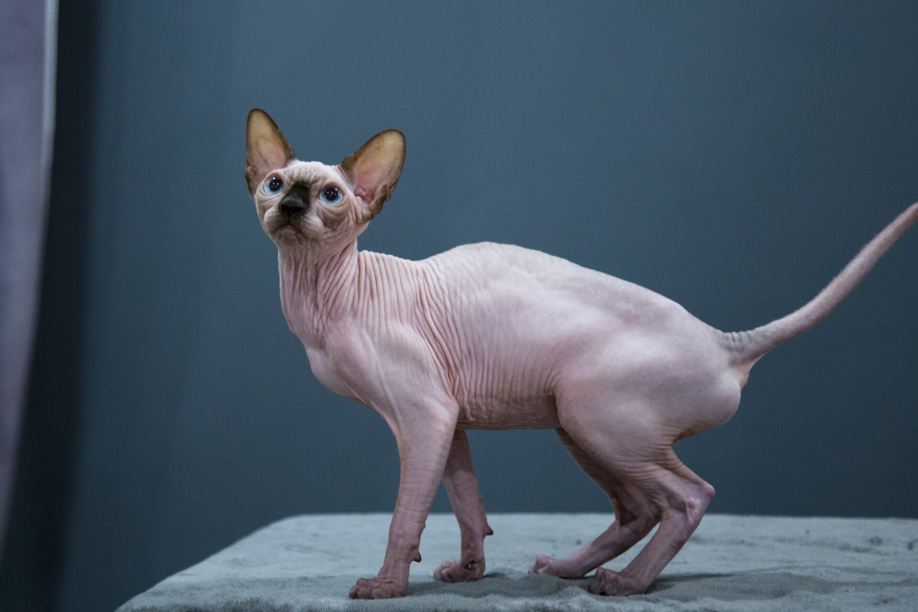 Sphynx cat for sale