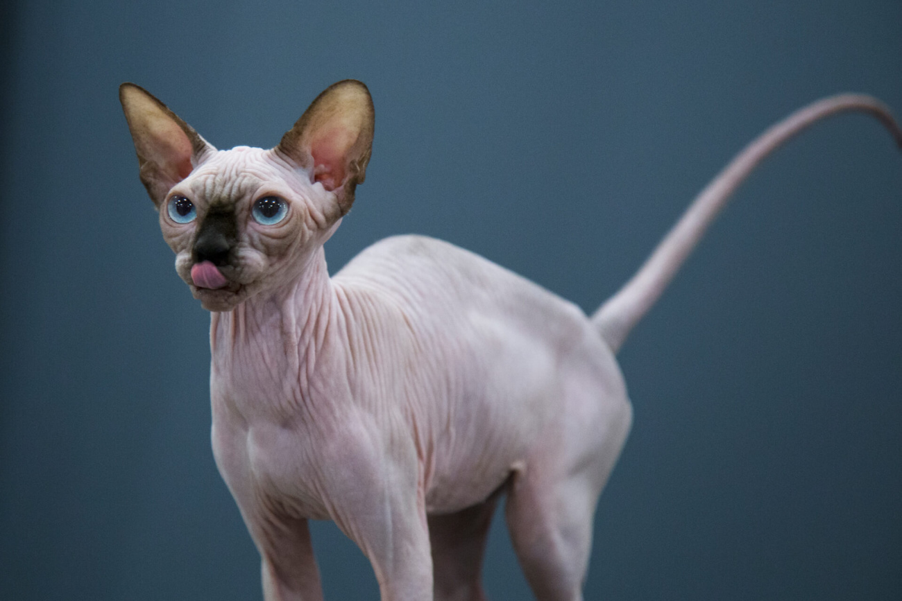 Sphynx Cat for sale Toronto