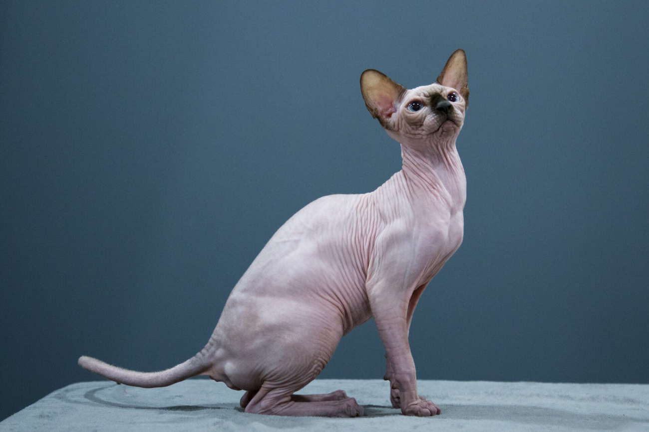 Sphynx Cat for sale