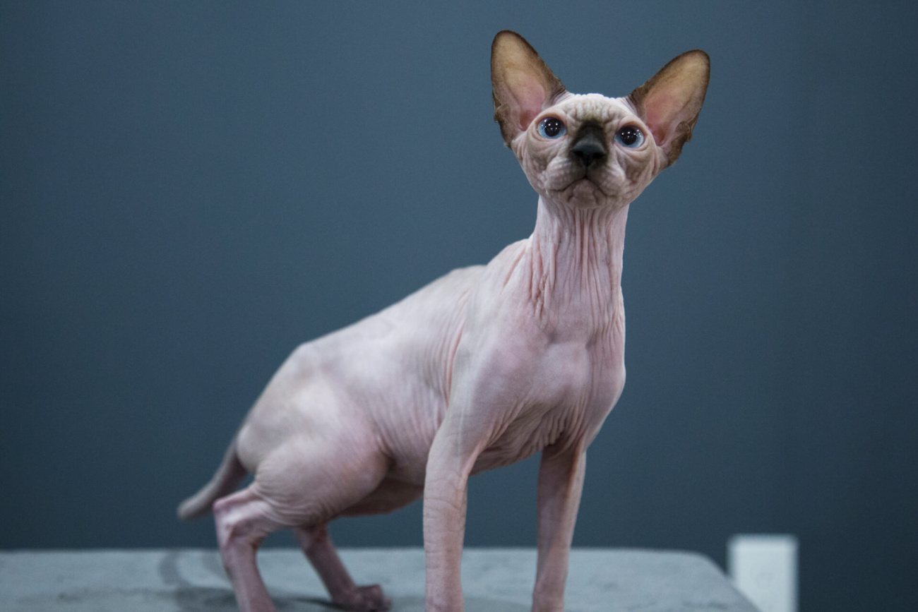 Sphynx kitten for sale Toronto