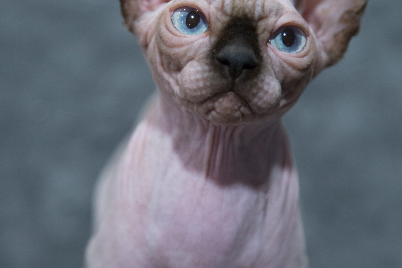 Sphynx cat for sale Toronto