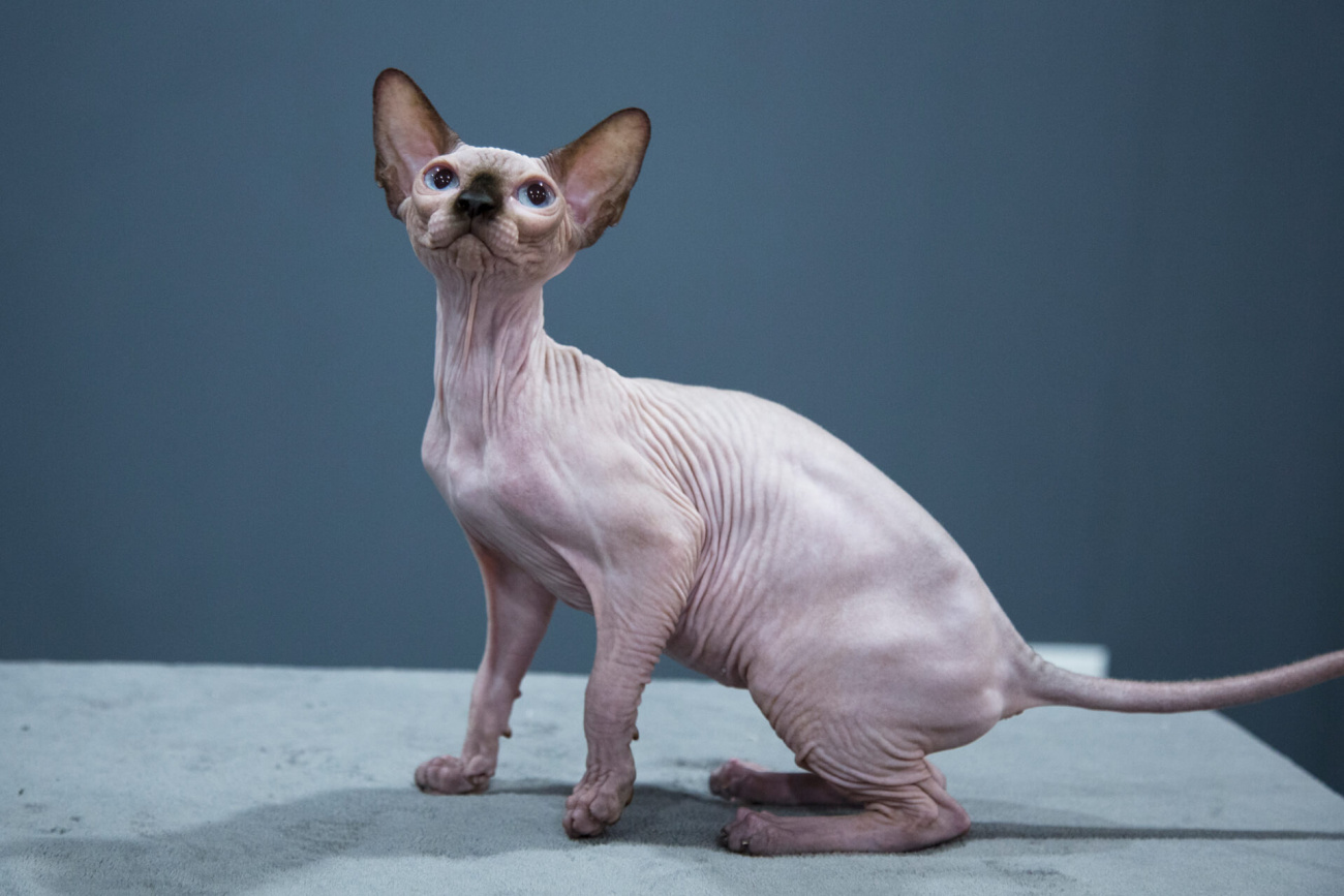 Sphynx cat Toronto