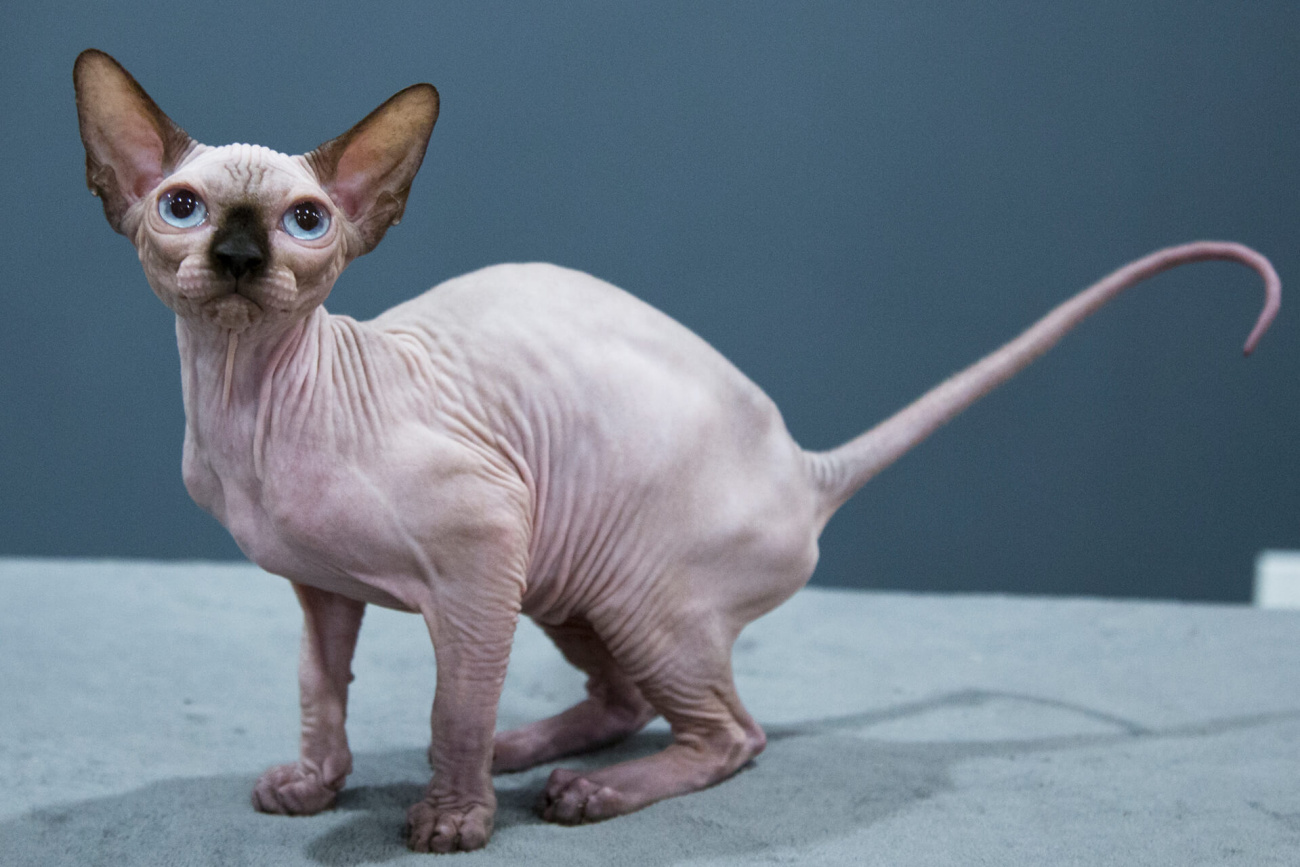 Sphynx cat for sale Toronto