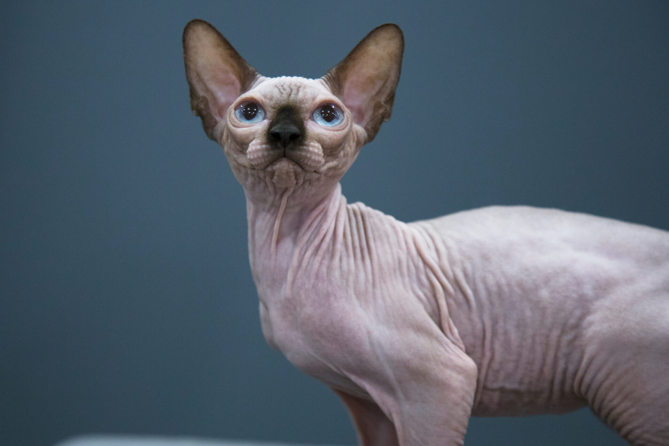 Sphynx Cat for sale Toronto