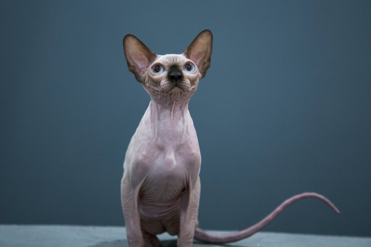Sphynx Kitty