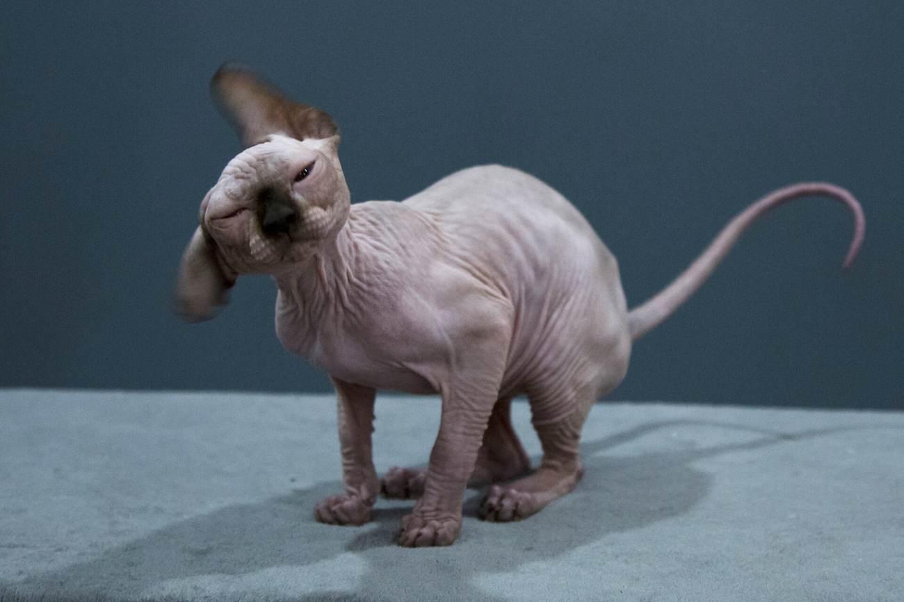 Gallery - Balbald Sphynx