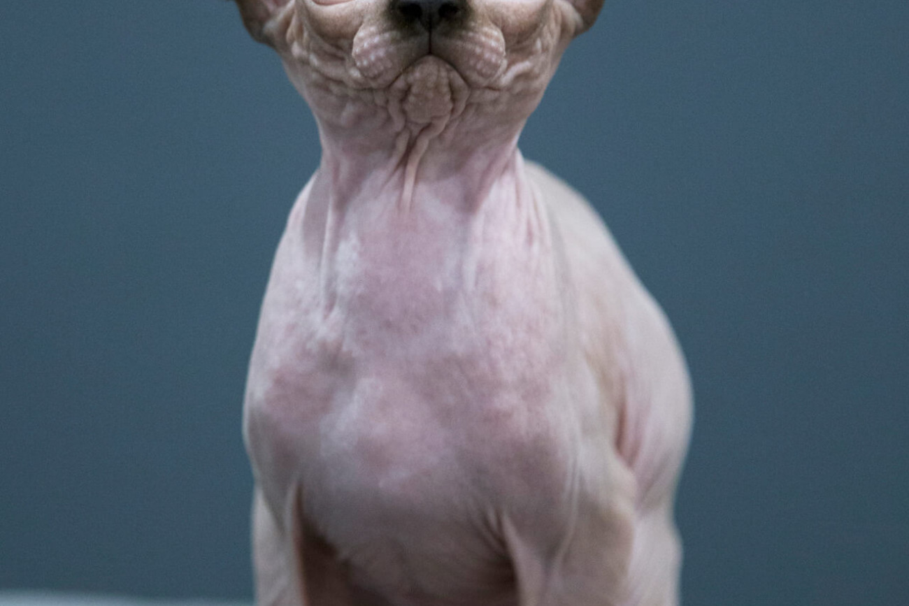 Sphynx for sale Toronto