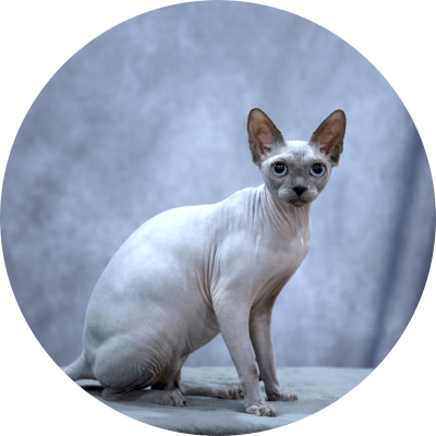 Blue Mink sphynx