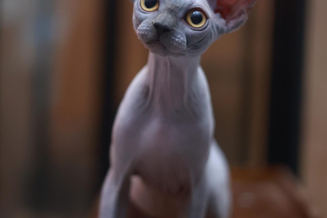 Blue sphynx cat Toronto