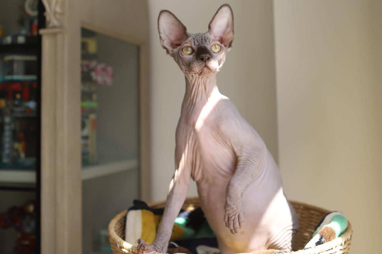 Sphynx cat Toronto