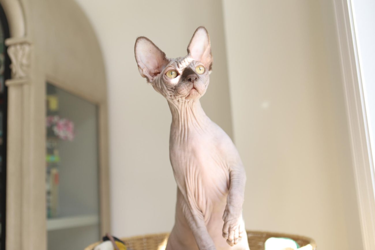 sphynx for sale toronto