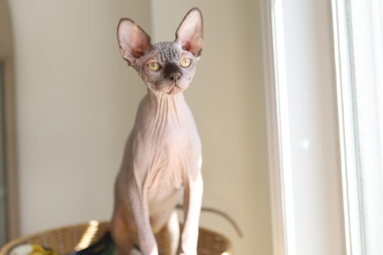 Sphynx cat Toronto