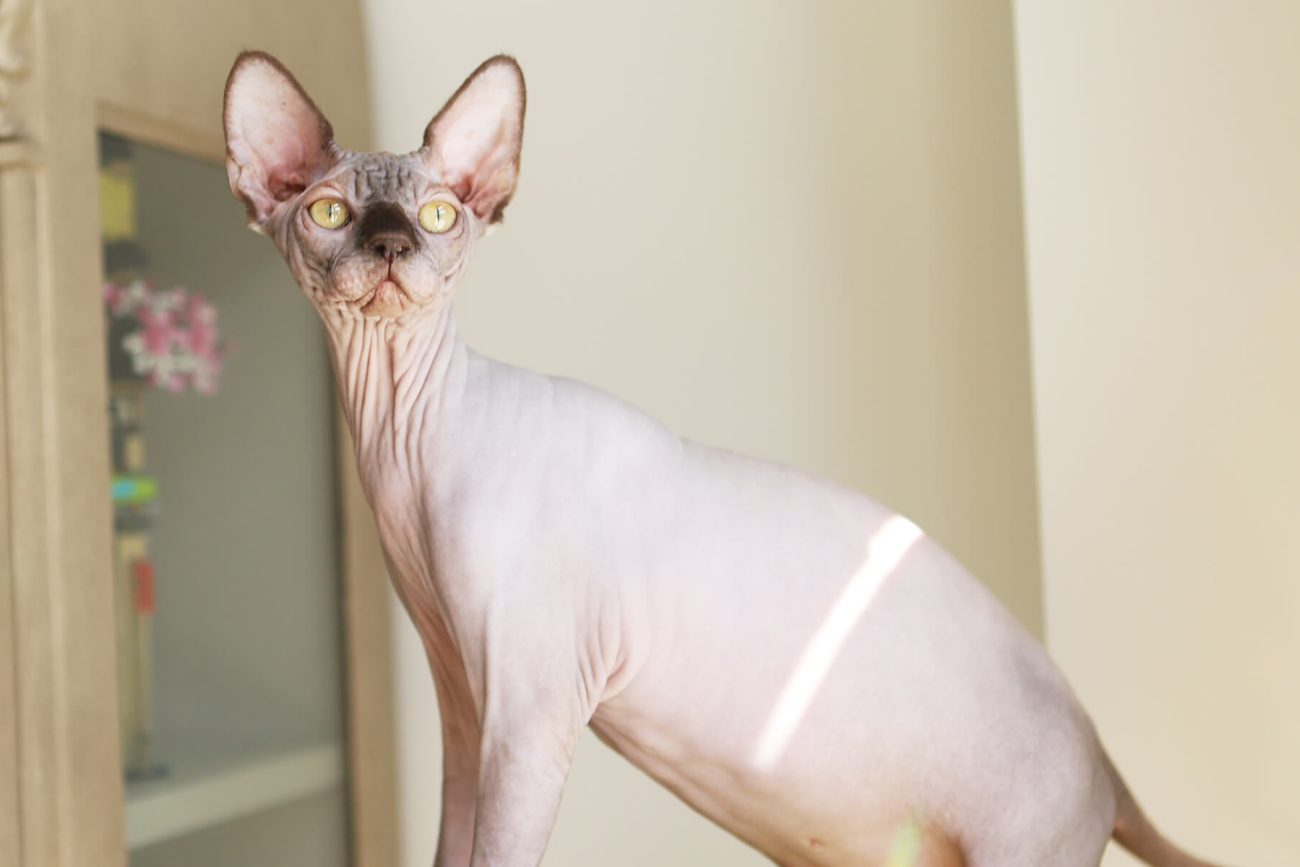Your Guide to Adopting a Sphynx Kitten