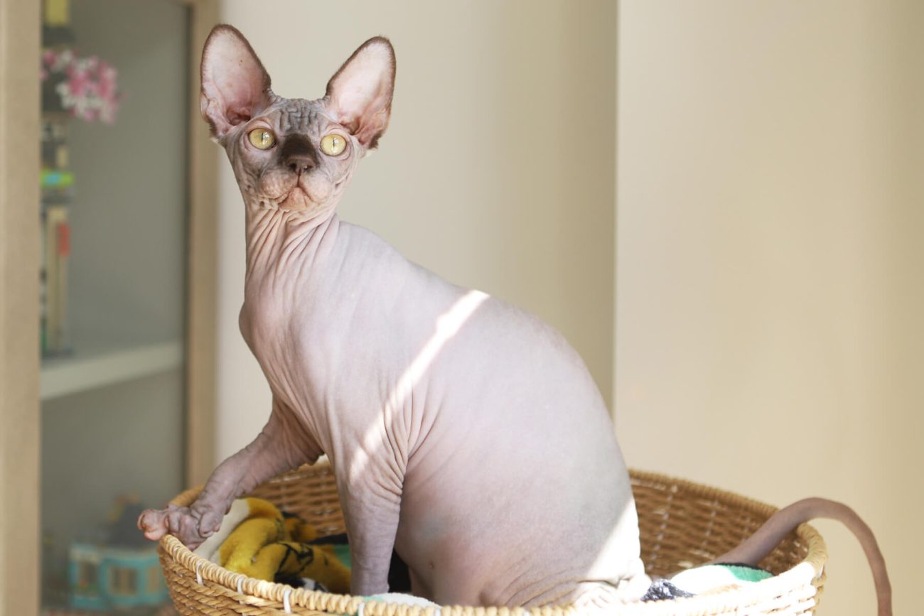 Sphynx cat for sale Toronto