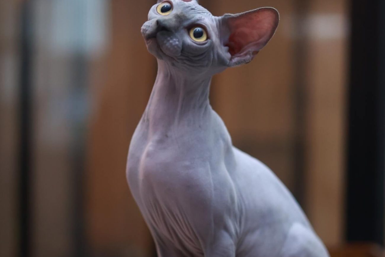 Sphynx cat for sale Toronto