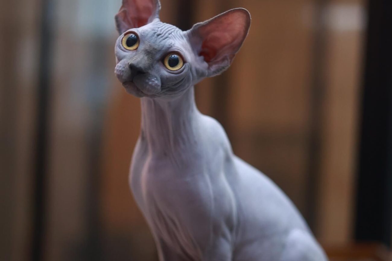 Sphynx for Sale Toronto