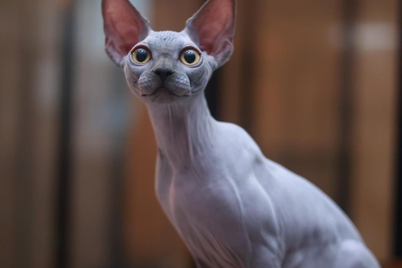 Sphynx Toronto