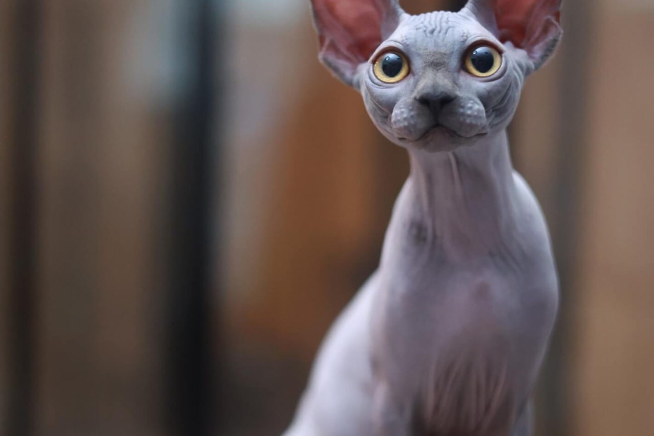 Sphynx cat for sale Toronto