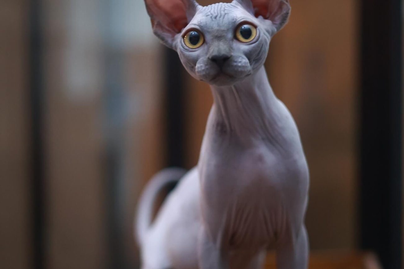 Sphynx cat Toronto