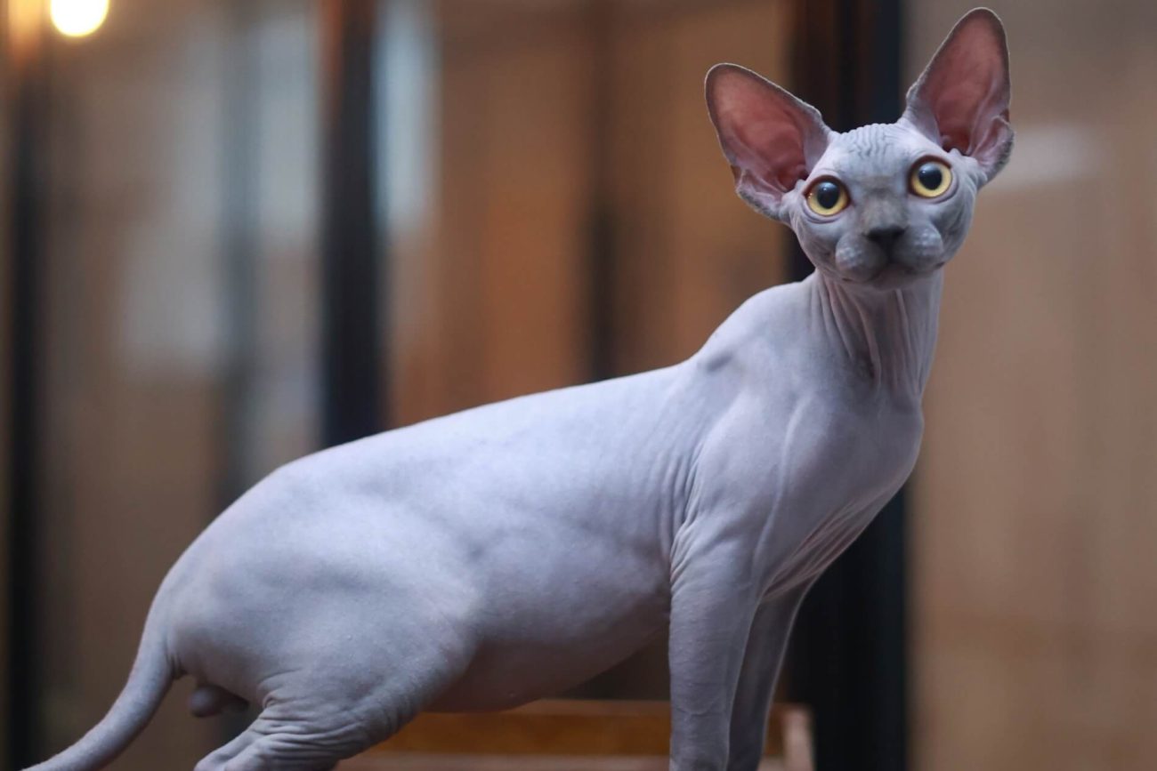 Sphynx cat Toronto