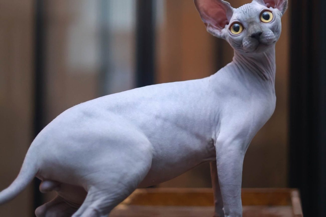 Blue sphynx cat Toronto